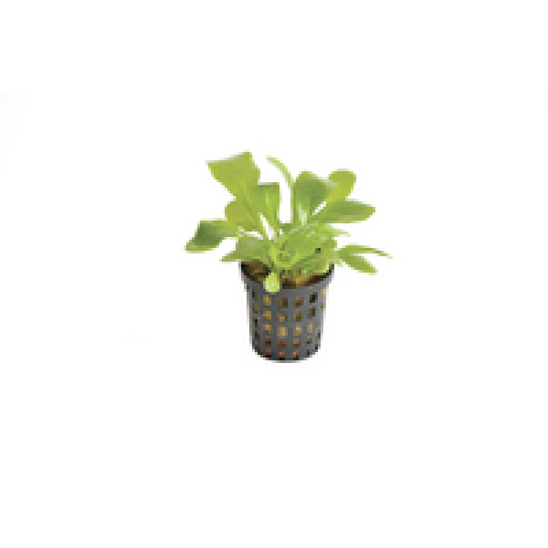6x Samolus Floribundes